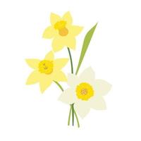 narcissen bloemen geïsoleerd op een witte achtergrond vector