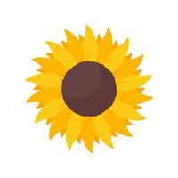 bloeiende gele zonnebloemen vol zonnebloempitten voor het versieren van welkomstkaarten vector