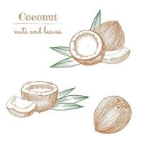 kokosnoot hand getrokken schets. hele en halve kokosnoten en palmbladeren. vector