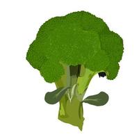 broccoli vector stock illustratie. kool close-up. geïsoleerd op een witte achtergrond.