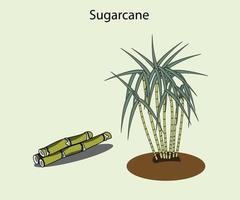 een set suikerrietillustraties kan worden gebruikt als cartoonsuikerriet, pictogram of in merch. vector