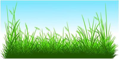 silhouet riet gras achtergrond, groene riet vector