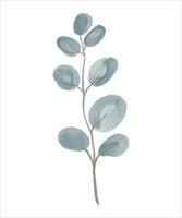 eucalyptus tak hand getekend door aquarel. vector