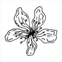 sakura bloem doodle pictogram. achterlijn geïsoleerd op wit. een lijn contour bloemen tekening.vector afbeelding vector