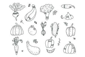 schattige lijn doodle set groenten, wortel, knoflook, ui, pompoen, courgette, biet, paprika, tomaat, komkommer. illustratie voor seizoensgebonden ontwerp, textiel, decoratie kinderen of wenskaart. veganistisch. oogst vector