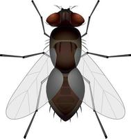 clipart vlieg geïsoleerd op een witte achtergrond. vectorillustratie van vliegen insect vector