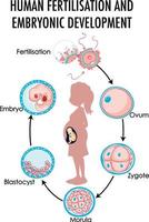 diagram van menselijke bevruchting en embryonale ontwikkeling vector