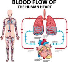 diagram dat de bloedstroom van het menselijk hart toont vector