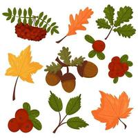 stel vectorelementen in de herfststijl in. bladeren, eikels, bessen, veenbessen vector