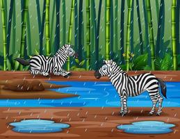 regenseizoen met zebra's in het bamboebos vector
