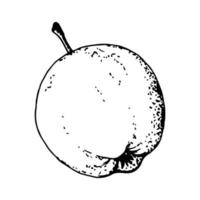 handgetekende eenvoudige vector schets met zwarte omtrek. fruit appel. vitamine sap. biologisch product, tuin, label, sticker, kleuren. inkt tekening.