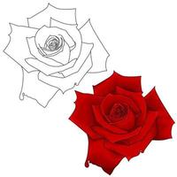 rode roos. geïsoleerde bloem op een witte achtergrond. vector