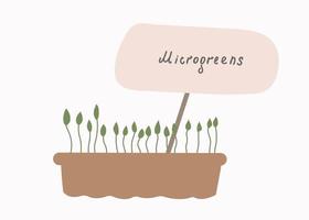 microgroenten. het concept van gezond eten. thuis superfoods kweken. platte vectorillustratie. vector