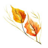 Prachtige aquarel herfst Element vector
