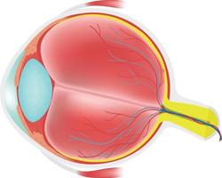 anatomie van het menselijk oog. vector