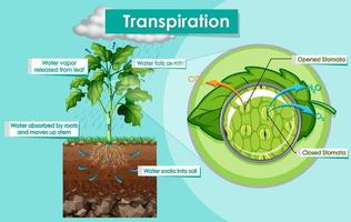 diagram met transpiratieplant vector