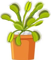 venus flytrap vleesetende plant en insect vector