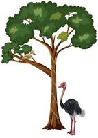 struisvogel die onder de boom staat vector