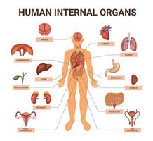 gekleurd menselijk lichaam orgaansystemen infographic vector
