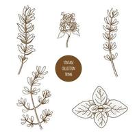 Tijm. Hand getrokken set cosmetische kruiden en planten geïsoleerd op een witte achtergrond. vector