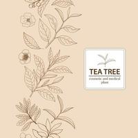Tea Tree bladeren en bloesems. Hand getekend kruiden achtergrond. vector