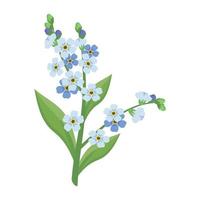 kleine blauwe vergeet me niet bloemen met stengels en bladeren. veld bloeiende planten. romantische decoratie voor bruiloft en design. platte vectorillustratie vector