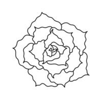 hand getekende schattig sappig in stijl doodle. grafische schets huis bloem echeveria shaviana. vectorillustratie, geïsoleerde elementen op een witte achtergrond. vector
