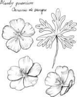 handgetekende botanische illustratie van bloedige geraniumbloem. elk element is geïsoleerd. zeer eenvoudig te bewerken voor al uw projecten. vector illustratie