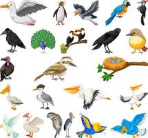 verschillende soorten vogels collectie vector