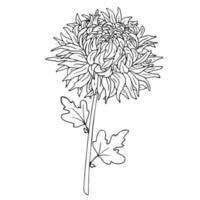 vectorillustratie van chrysant bloem op een witte achtergrond. vector