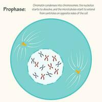 profase van de celcyclus vector