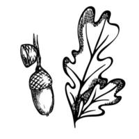 vector hand getekend eikenblad. herfst illustratie geïsoleerd op een witte achtergrond. gedetailleerde botanische clipart.