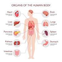 menselijke anatomie infographic elementen met set van interne organen geïsoleerd op een witte achtergrond en geplaatst in mannelijk lichaam. vector