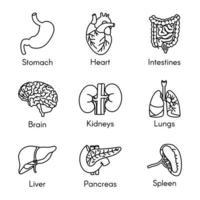 organen, anatomie platte lijn iconen set. menselijke alvleesklier, maag, hersenen, hart, blaas, darmen, nieren, longen, lever, milt vectorillustraties. overzichtspictogrammen voor medische kliniek. vector
