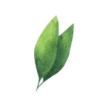 groen blad. aquarelelement voor decoratie. vector