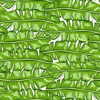 bananenblad tropische naadloze patroon. jungle bladeren achtergrond. regenwoud behang. vector