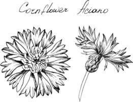 handgetekende botanische illustratie van akelei bloemen. elk element is geïsoleerd. zeer eenvoudig te bewerken voor al uw projecten. vector illustratie