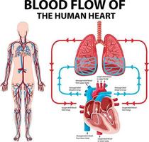 diagram dat de bloedstroom van het menselijk hart toont vector
