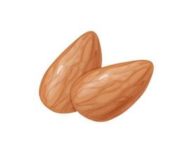 amandel. twee hele amandelen noten zonder shell. vector