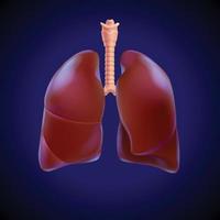 3d illustratie van de menselijke long gedeeltelijk transparant om de ademhalingstakken binnen de long te benadrukken. vector