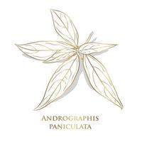 vector. goud groente en kruid, met de hand getekende illustratie van kariyat of andrographis paniculata planten. ayurveda kruidengeneesmiddel dat wordt gebruikt om infecties en sommige ziekten te behandelen. vector