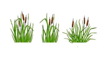 riet gras ingesteld op een witte geïsoleerde achtergrond. vectorillustratie in de cartoon-stijl. vector