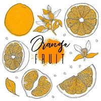 citrusvruchten oranje vectorillustratie. hand getrokken schets stijl. vector