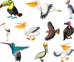 verschillende soorten vogels collectie vector