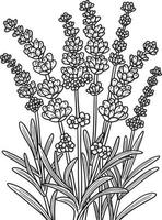 lavendelbloem kleurplaat voor volwassenen vector