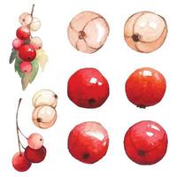 set aquarel cranberry voor design. vectorillustratie. vector