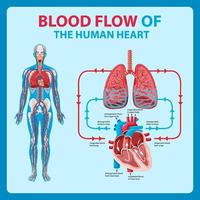 diagram van de bloedstroom in het menselijk hart vector