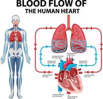 diagram dat de bloedstroom van het menselijk hart toont vector