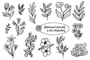 vector botanische set. lente en zomer kruiden en bloemen. handgetekende wilde bloemen en takken met bladeren. elementen voor uw ontwerp