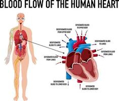 diagram dat de bloedstroom van het menselijk hart toont vector